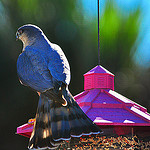  Bluebird on purple birdfeeder, birdhouses, birdfeeders