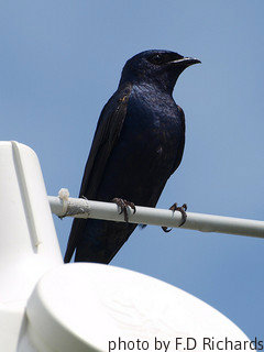 Blue Martin perched on white gourd, male blue Martin bird, blue Martin perch