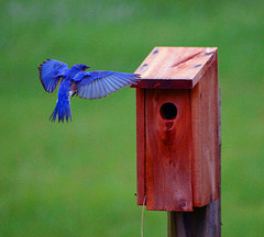 Bluebird flying up to read wooden birdhouse mounted on post,Bluebird Houses, Bluebird Nest Box,Bluebird picture.