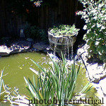 Building a pond, garden pond, building a pond step-by-step, Pond building instructions