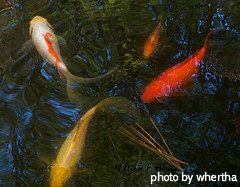 Orange, yellow, white orange stripe pond fish swimming around, garden pond fish