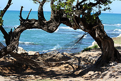 Hanging hammocks, hammocks,Hanging hammock by the ocean.