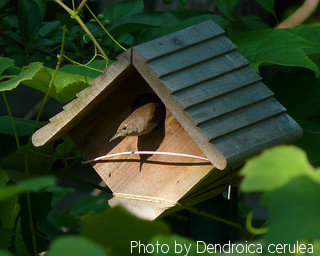 House wren looking out of wooden birdhouse mounted in a tree,House wren birdhouse plans,House wren picture