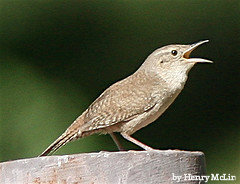 House Wren on top of a tree stump with the beak open, Wren Bird House,House Wren Picture.