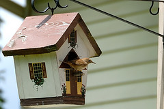 House Wren birdhouse Hung on Rot iron hook white with red roof,House Wren plans,House Wren tips.