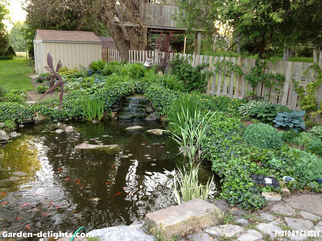  Large backyard water pond with small waterfall feature built along a fence line with lots of plant life and koi fish in the pond garden storage shed in the background with stone walkway, relaxing backyard water pond, backyard oasis, garden pond landscaping, Kio pond garden, perfect garden waterfall design, nice water ponds, small fish pond, garden waterscapes. Backyard ponds can be built with different options of fountains, streams and waterfalls by applying simple DIY.