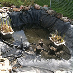 Backyard pond maintenance tips, garden pond care, pond cleaning answers, outdoor pond maintenance.