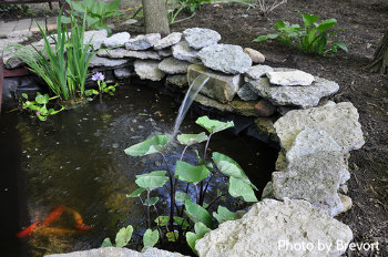 Round pond with marginal plants, orange koi fish and water spray feature surrounded by shale rock edging, garden pond care, pond cleaning.