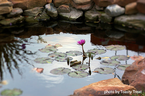 Small circular pond with floating purple Lily on water surrounded by decorative rock edging, springtime pond cleaning, Pond care