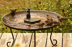 Birds hanging around decorative metal solar birdbath fountain, birdbath solar fountains, solar powered water features.