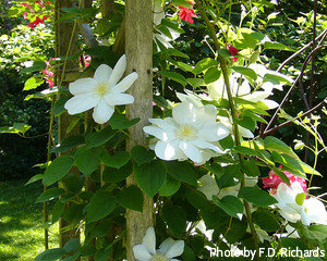 Large white clematis growing up vertically on side of garden arbor, wholesale garden arbors, decorative garden arbors.