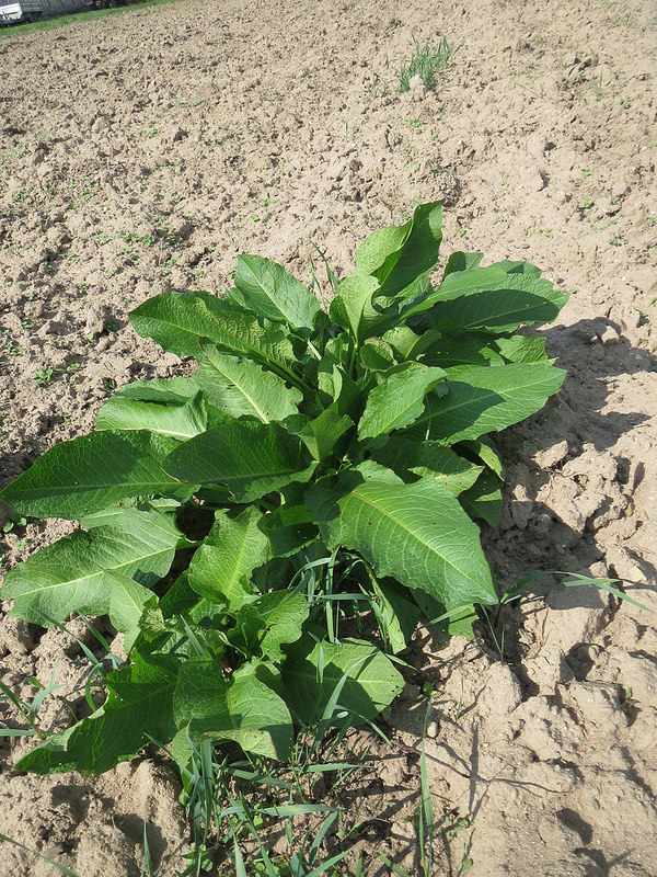 Broad leaved dock full green foilage leaves in bare soil, perennial weed control, evasive weed, flowering weeds, pre-emergent weed control, managing broad leaved dock.