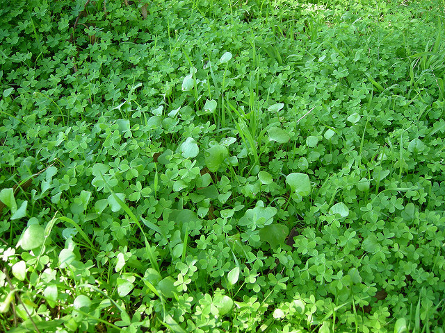 Big batch of Clover with lots of green foliage, clover perennial weed, Clover and Trefoil, white clover, herbaceous perennial plant.