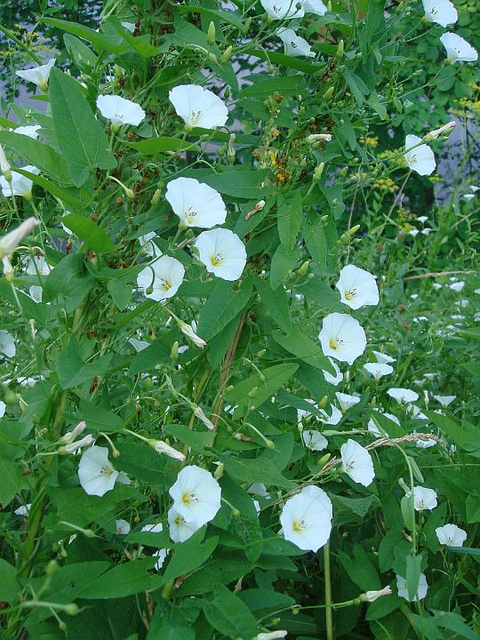 Green vegetation with big leaves and white flowering Field Bindweed ,Convolvulus arvensis, perennial weed information, weed information, controlling weeds, alternative weed control, creeping herbaceous perennial weed,weed identification and control, hedge Bindweed.