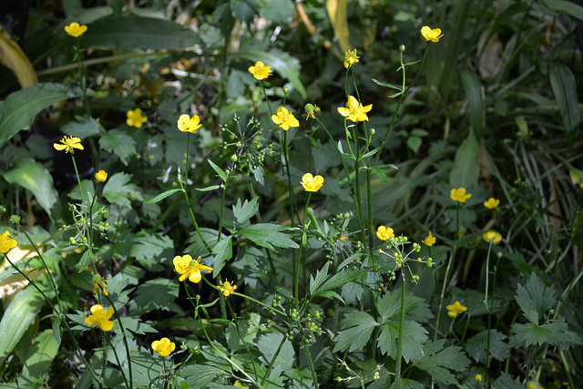 Creeping Buttercup plant with multiple yellow blooms with long stems, perennial weed plants, small yellow flower plant, weeding fact.