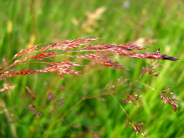 Quackgrass red tops folded over up close in wind, Elymus repens, control quackgrass, quackgrass description, stop weeds from growing that takeover garden.