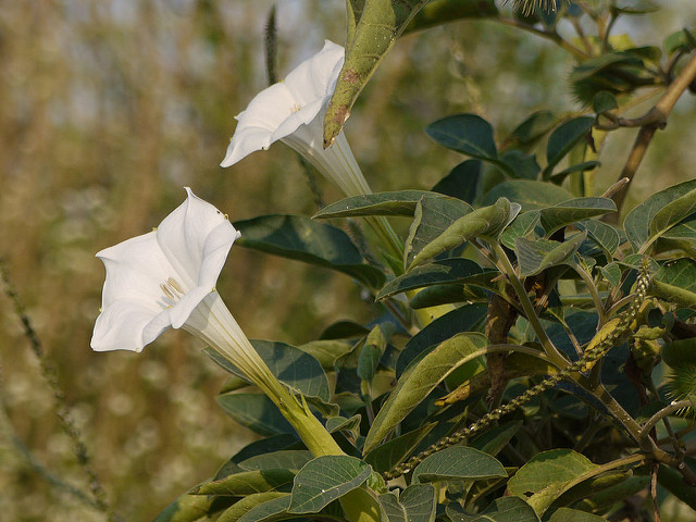 Field Bindweed image with bright white blooming Field Bindweed flowering,weed management,flowering perennial weed,invasive weed species, controlling weeds in the garden,natural weed control.