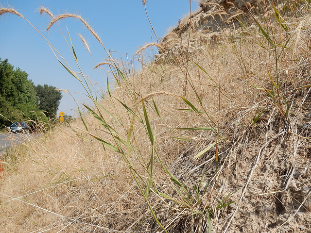 Quackgrass along roadside growing in yellow dry grass soil, invasive weed, perennial weed control, kill quackgrass, kill quackgrass solutions to help control invasive weed.