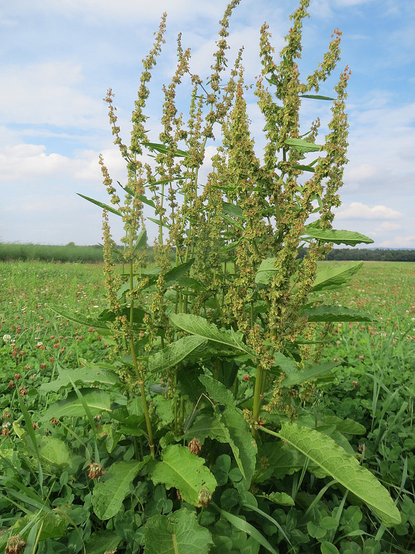 Tall Broad leaved dock in field with heavy stocks with seeds, well-established plants, organic herbicide weed control, Rumex obtusifolius weed control.