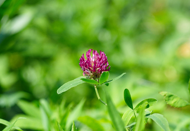 Close-up of flowering clover with red flowering bud, fragrant flowers, managing the clover, Pre-emergent herbicides for clover control.