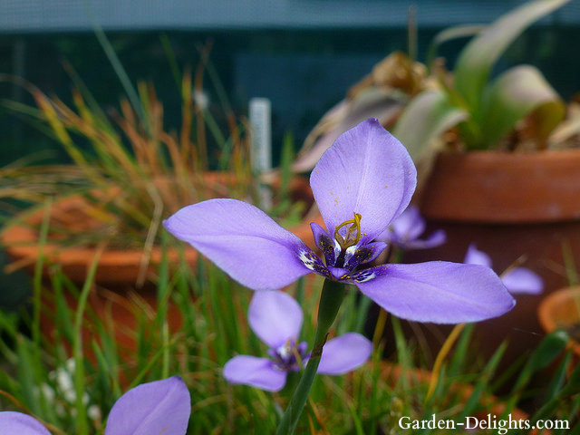 Blooming violet flower in pot with plant label tag. sunshade labeling, plant watering labeling, plant size labeling.