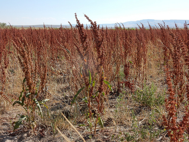 Broad leaved dock in open field with long stocks of red.control broad leaved dock,weed control,managing weeds,weed information,images,rumex obtusifolius control,curly dock.