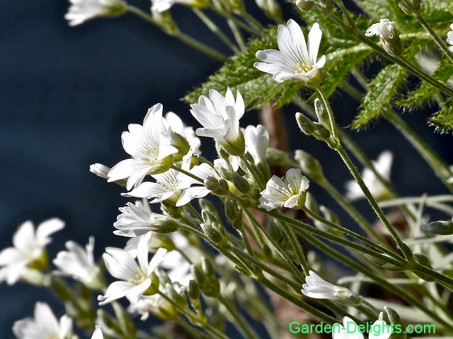 White chickweed flowering in sunlight, star chickweed, horticultural weeds, plants that open and close in sunlight.