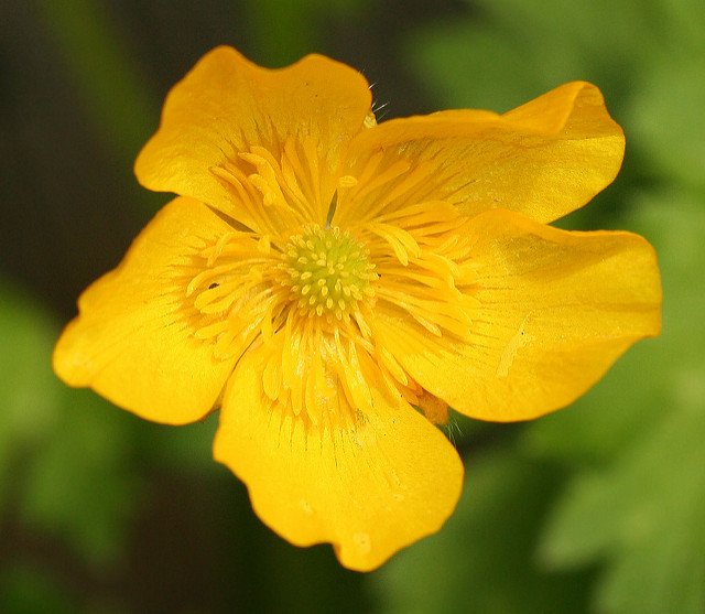 buttercup weed or flower