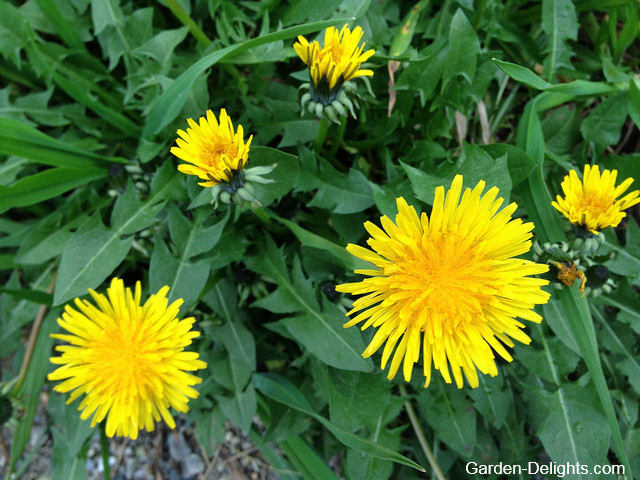 Dandelion weed bright yellow blooming, dandelion life cycle, Danny line flower, dandelion weeds, dandelion season.