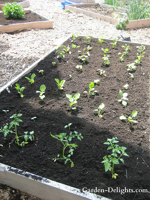 Raised garden bed with plants, determine garden soil, raised garden beds soil, test garden soil.