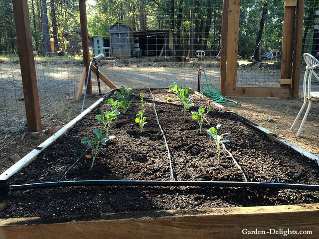 Drip water lines in garden with plants built into it a raised garden bed with animal fencing, drip irrigation benefits, drip watering systems, deep root watering, portable water system.