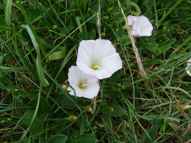  White flowering field bindweed up close,field bindweed control,field bindweed herbicide control,invasive weed plant,field bindweed scientific name,Convolvulus arvensis,garden weed control.