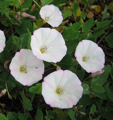 Field Bindweed image with bright white blooming Field Bindweed flowering,weed management,flowering perennial weed,invasive weed species, controlling weeds in the garden,natural weed control.