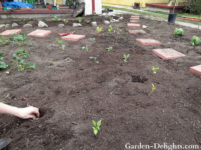 Garden with holes dug with some plants already planted, garden soil preparation, garden ideas, gardening tips.