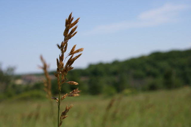 Tall quackgrass in open field with blue sky, Quackgrass, invasive weed, weed control, common perennial weed.