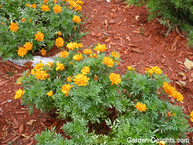 Marigolds flowering around red wood mulch, organic mulch, improve soil quality, mulch only gardens, Cedar garden mulch, landscape mulching.