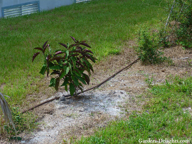 Plant with water puddle around the base, deep root watering benefits, deep root watering, healthy plant roots.