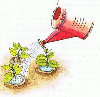 Red watering pot watering plants with water dams around them, watering small plants, root watering, regular plant irrigation.