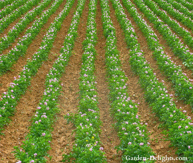 Rows of green plants in rich garden soil, fertilizers for garden soil, bulky organic manure, nutrients for garden soil.