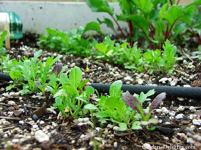 Soaker hose with small garden plants in flower bed, deep plant watering, watering with soaker hose, concealed garden watering.