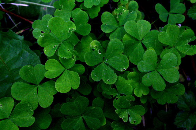 Clover (Trifolium) three leave green clover close-up in a bunch, clover flower, clover image, clover trifolium repens, types of clover.