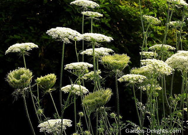 Tall White weeds flowering with green stems, evasive weeds control, tall weeds, thick stocks, yellow flowers.