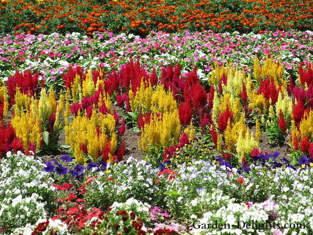 Multiple colors of flowers in a garden field, red, yellow, purple, growing flowers, garden flower bed ideas.